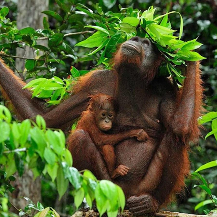 Jungle Life Guest House - Trekking & Transport Only Book With Us 부킷 라왕 외부 사진