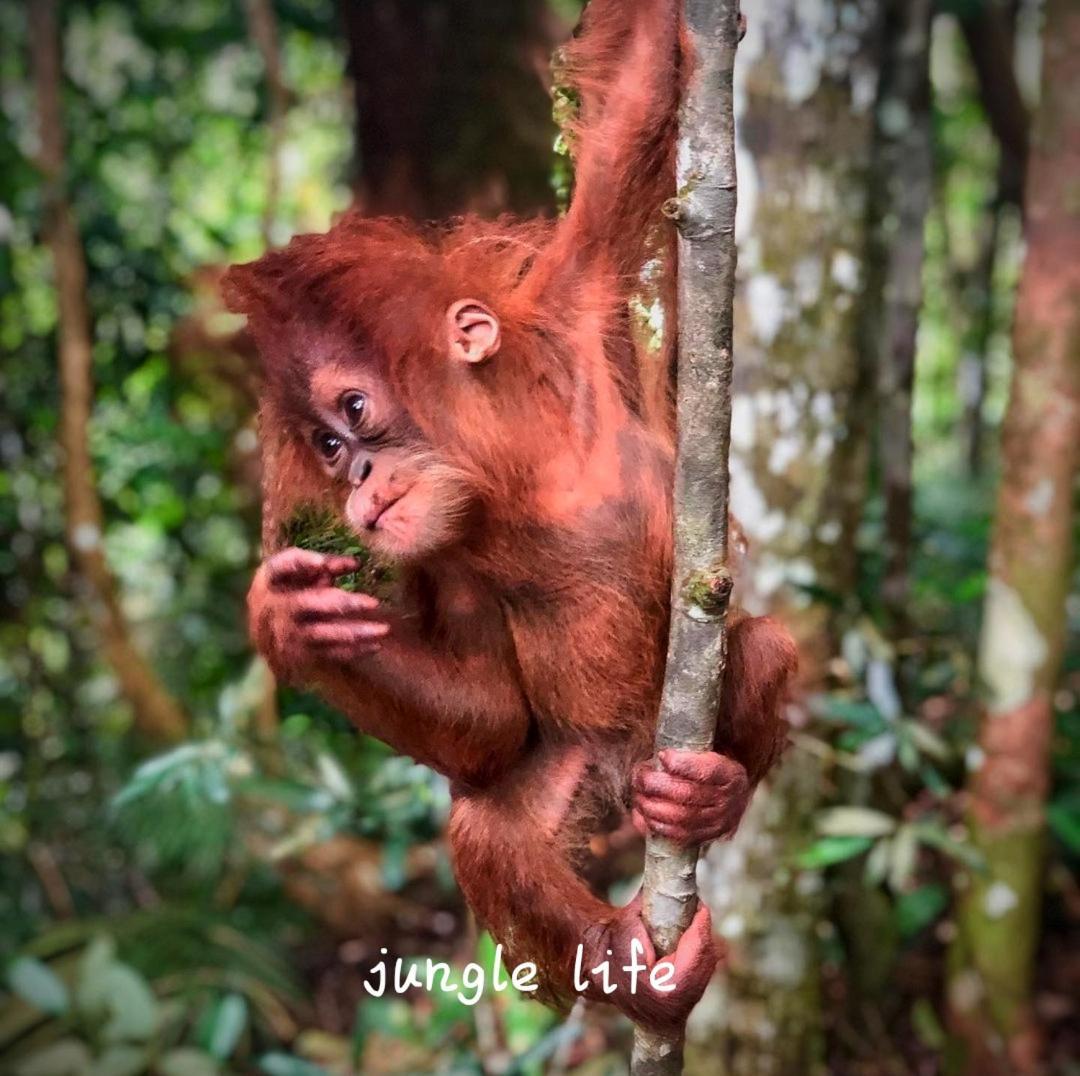 Jungle Life Guest House - Trekking & Transport Only Book With Us 부킷 라왕 외부 사진