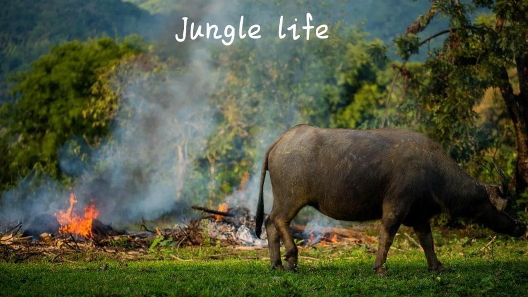 Jungle Life Guest House - Trekking & Transport Only Book With Us 부킷 라왕 외부 사진